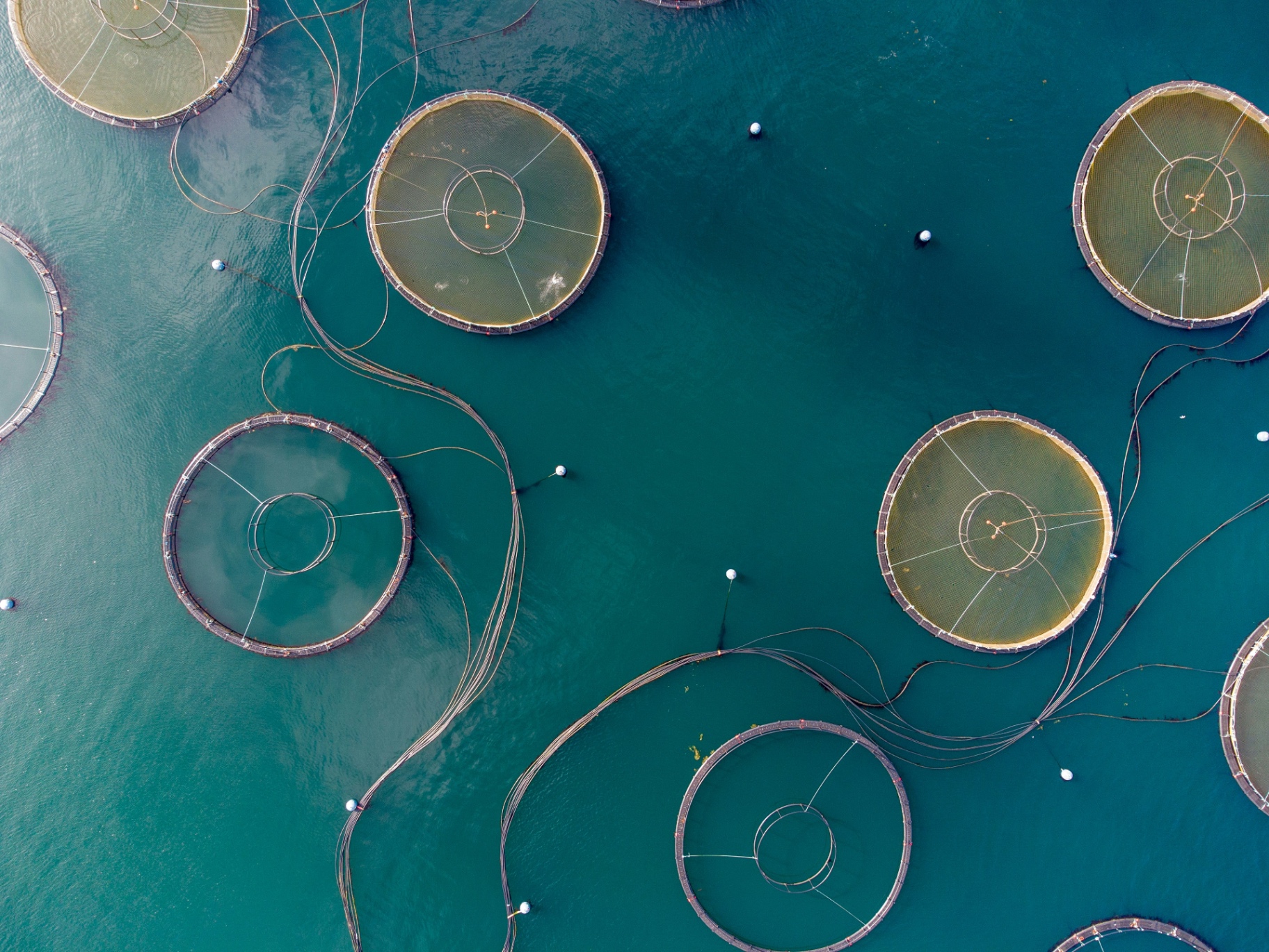 Aquaculture pens aerial view